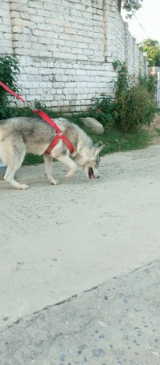 Siberian husky — photo 3