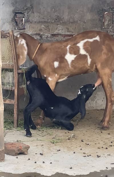 Gaban bakri for sale