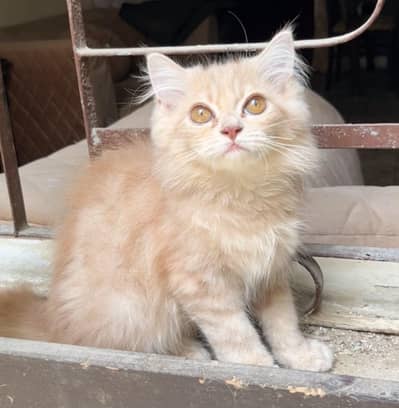 Triple coated persian kitten
