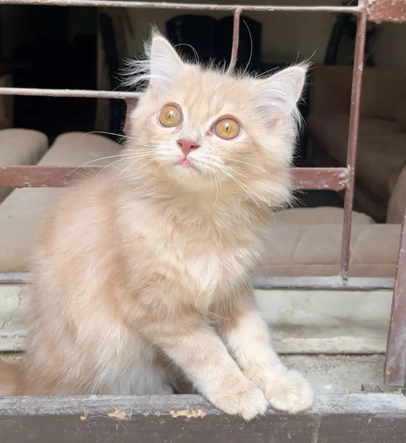 Triple coated persian kitten — photo 2