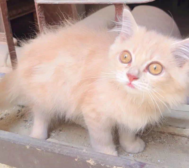 Triple coated persian kitten — photo 3