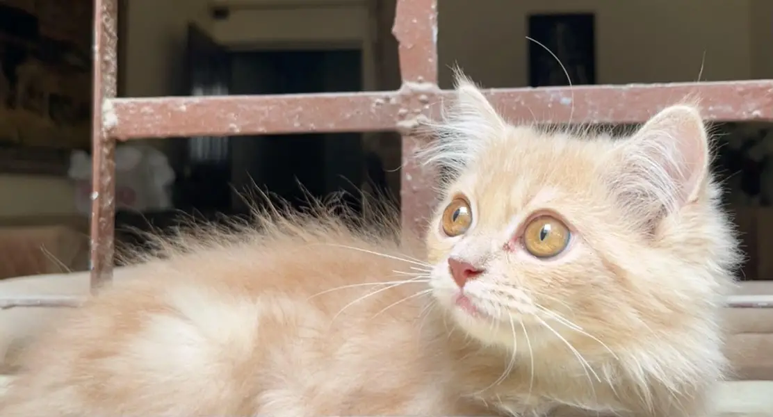 Triple coated persian kitten — photo 4