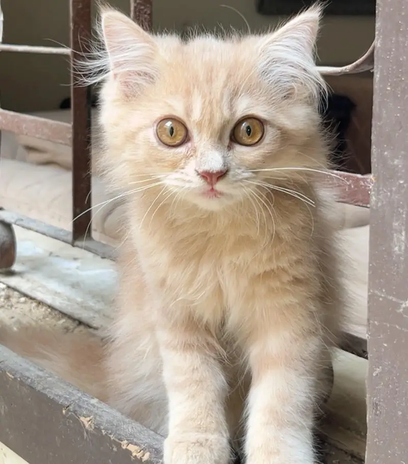Triple coated persian kitten — photo 5