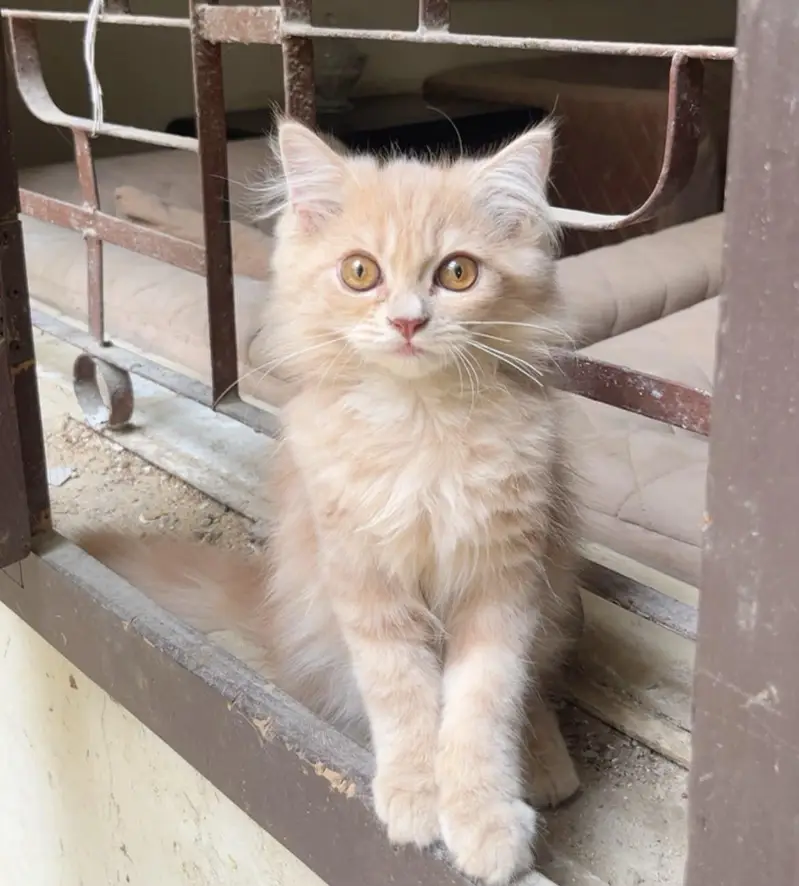 Triple coated persian kitten — photo 6