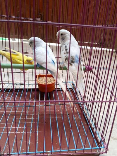 sell only 2500