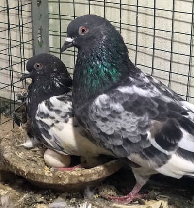 pigeons high flyers.