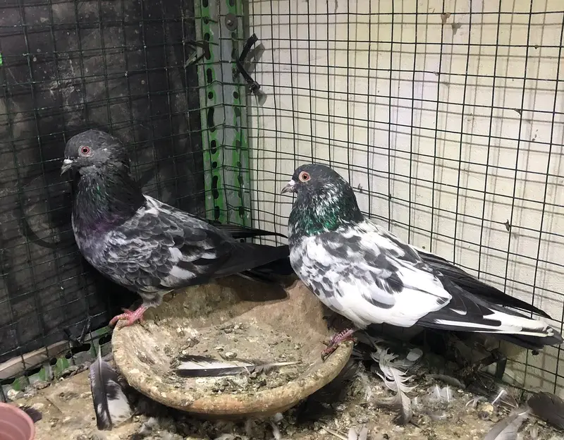 pigeons high flyers. — photo 2