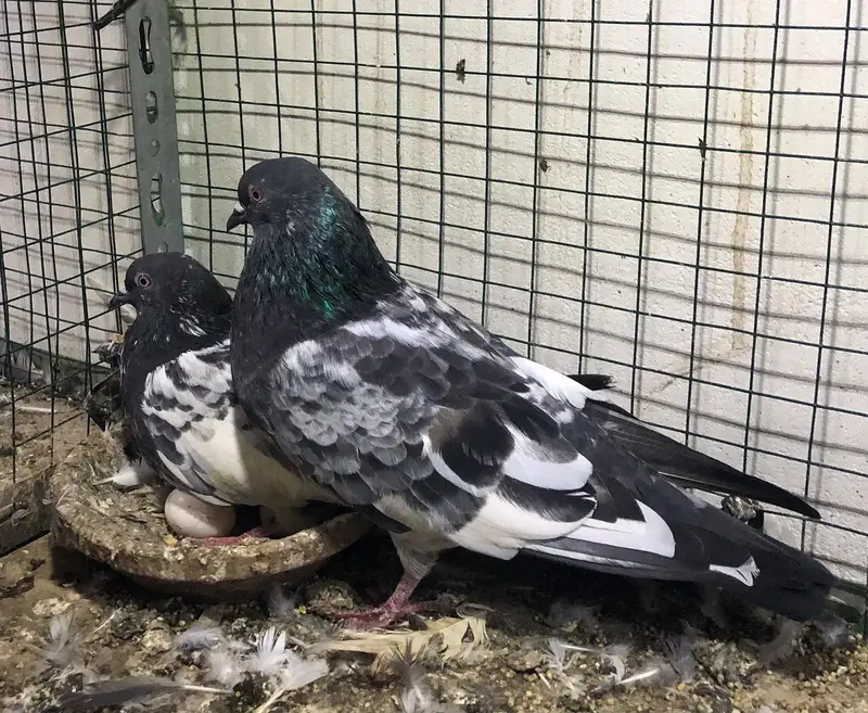 pigeons high flyers. — photo 3