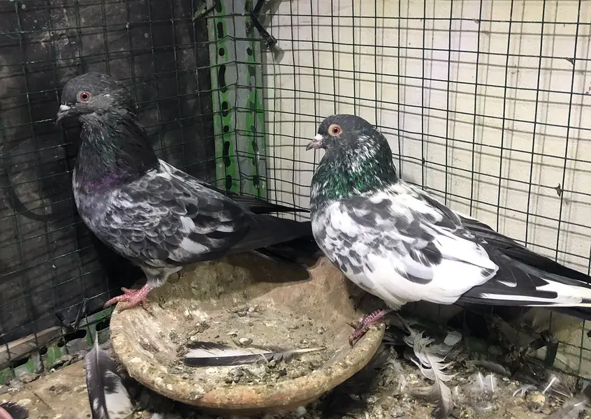 pigeons high flyers. — photo 4