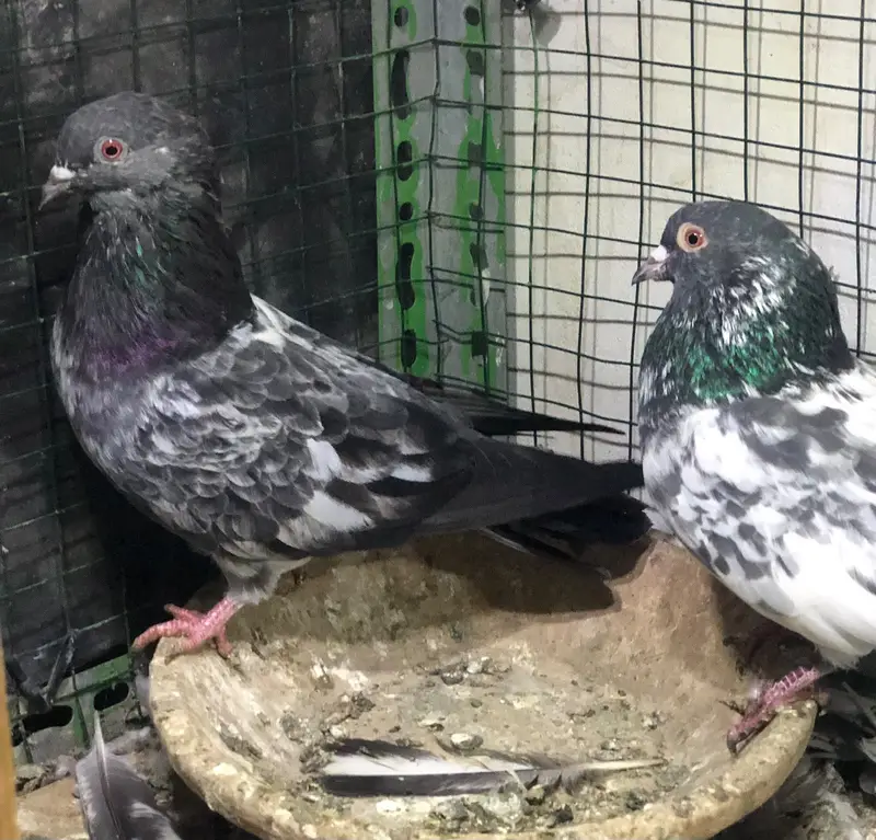 pigeons high flyers. — photo 5
