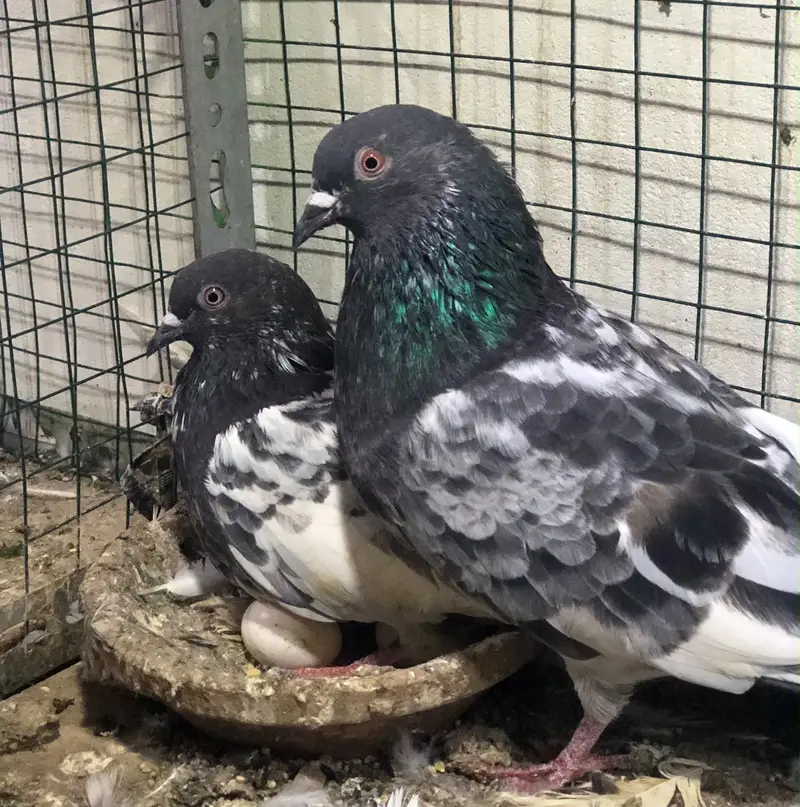 pigeons high flyers. — photo 6