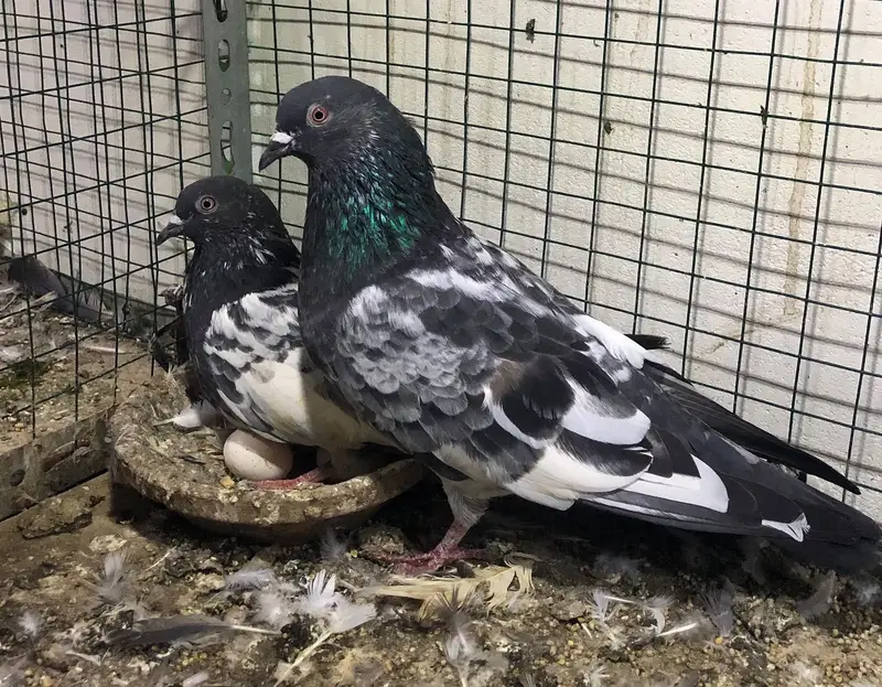 pigeons high flyers. — photo 7
