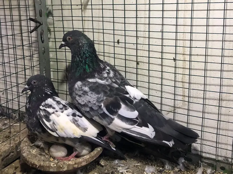 pigeons high flyers. — photo 8