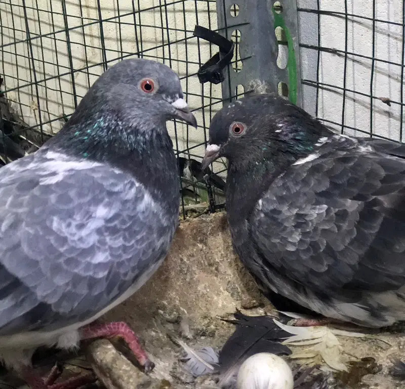 pigeons high flyers. — photo 9