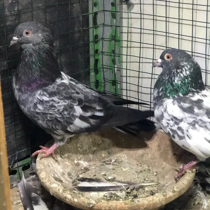 pigeons high flyers. — photo 10