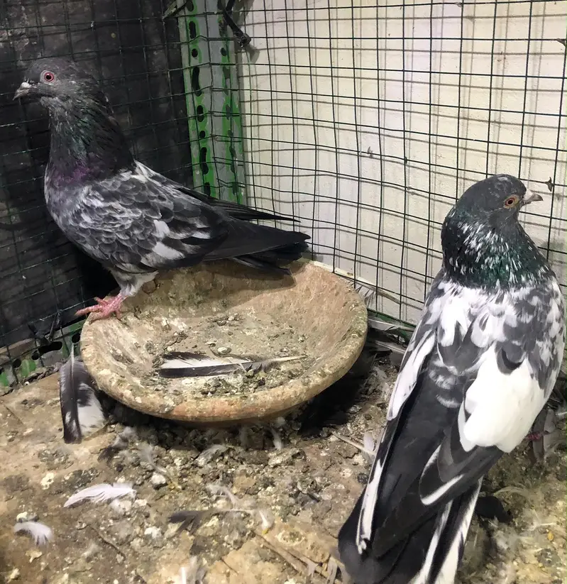 pigeons high flyers. — photo 11