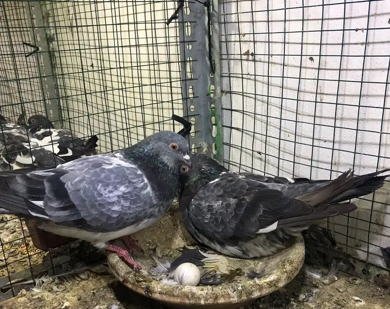 pigeons high flyers. — photo 12