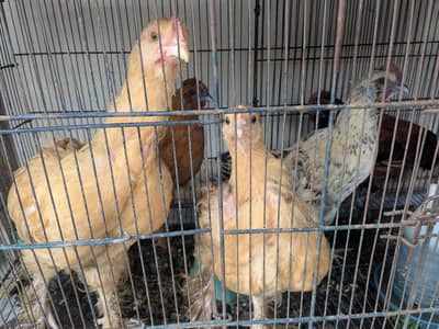 Heavy buff, Silkie mutts