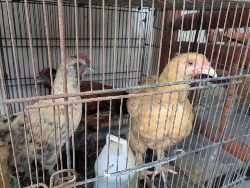 Heavy buff, Silkie mutts — photo 2