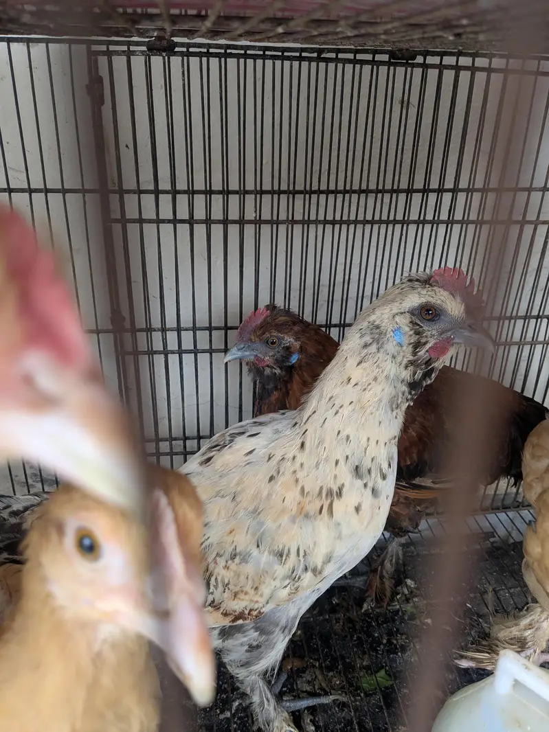 Heavy buff, Silkie mutts — photo 3