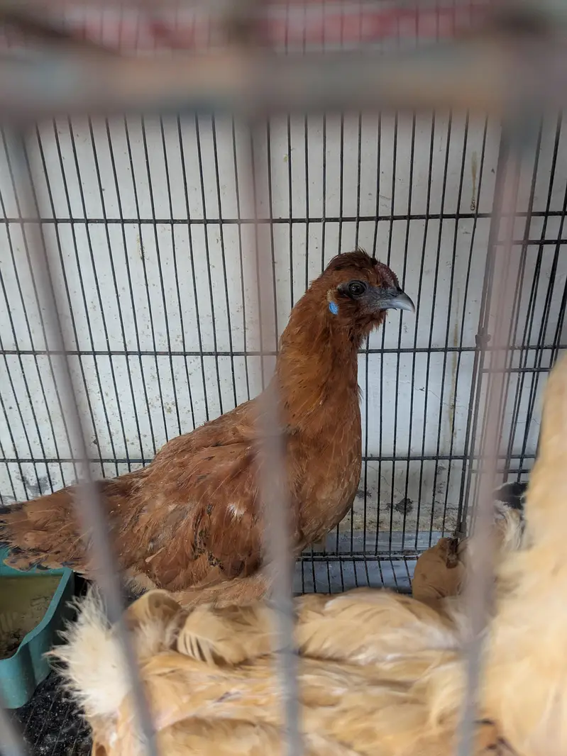 Heavy buff, Silkie mutts — photo 4
