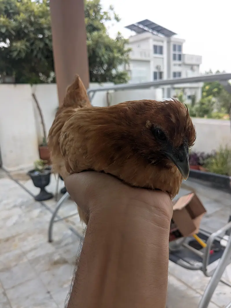 Heavy buff, Silkie mutts — photo 6