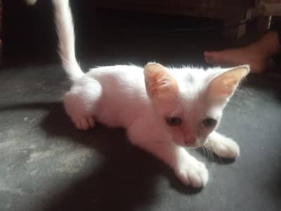 Persian cat for sale