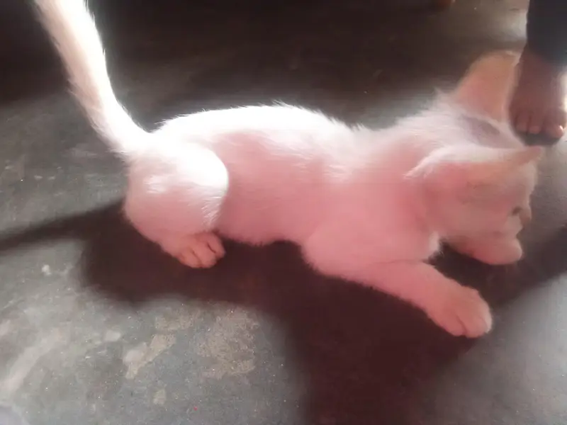 Persian cat for sale — photo 2