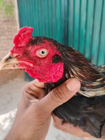 Mianwali AseeL murga