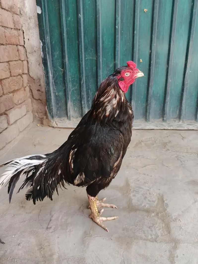 Mianwali AseeL murga — photo 3