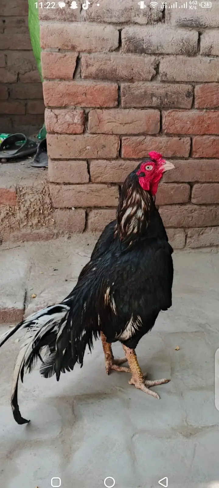 Mianwali AseeL murga — photo 4