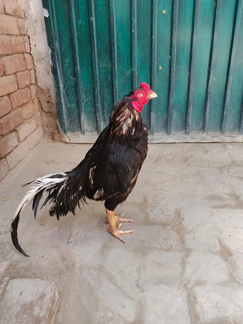 Mianwali AseeL murga — photo 5