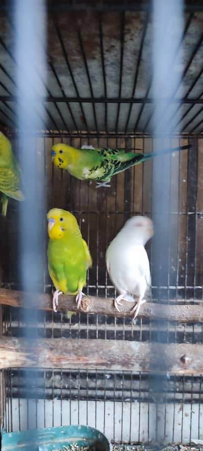 3 breeder pair for sale