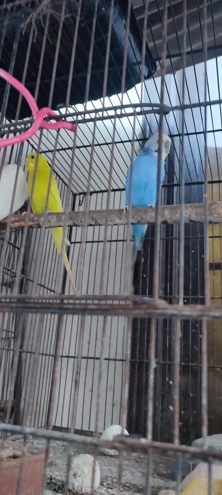 3 breeder pair for sale — photo 2