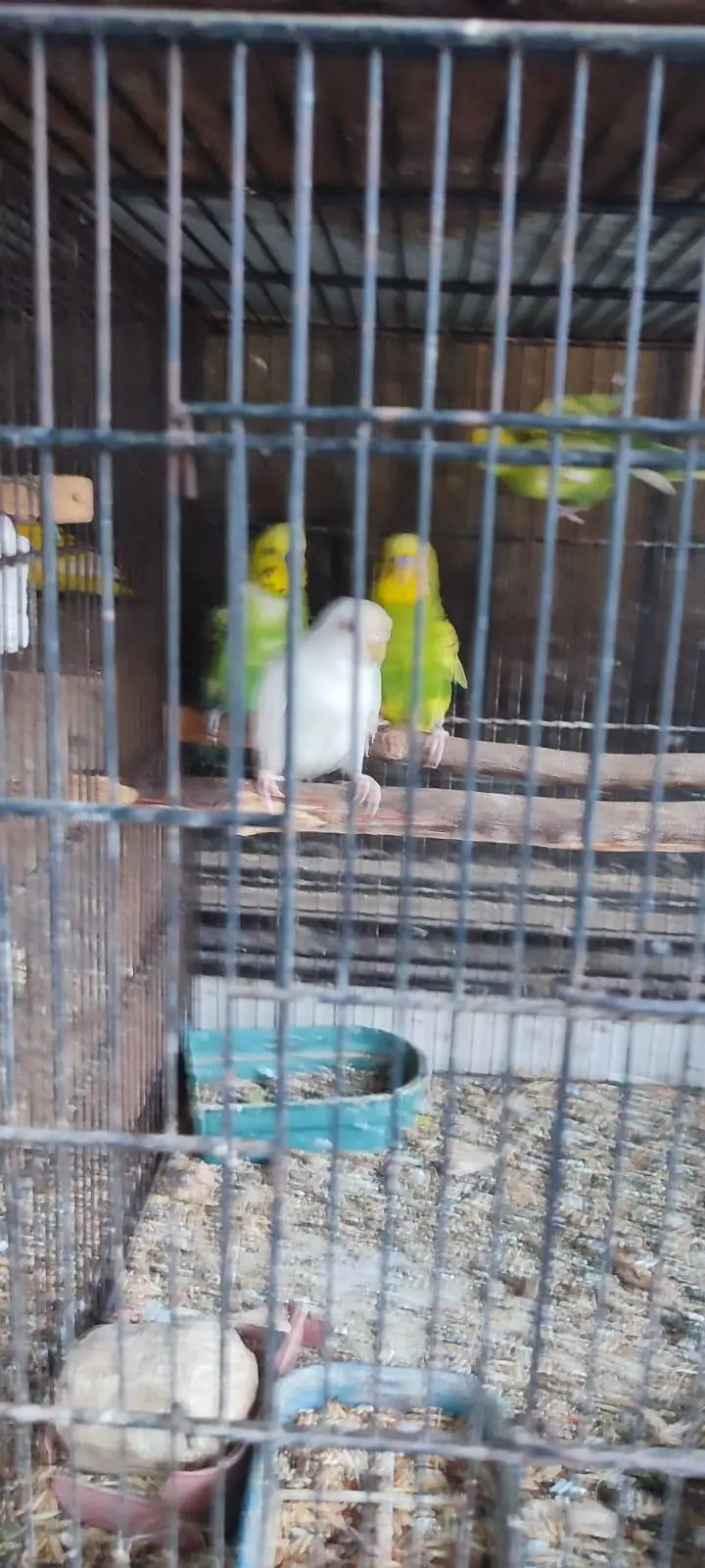 3 breeder pair for sale — photo 3