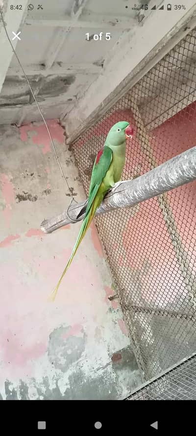 Kashmir Raw Parrot handtam fully