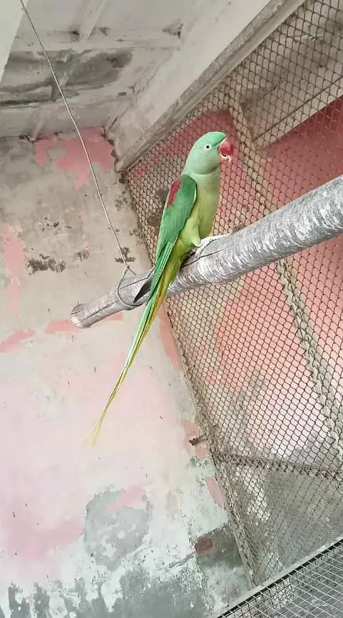 Kashmir Raw Parrot handtam fully — photo 2