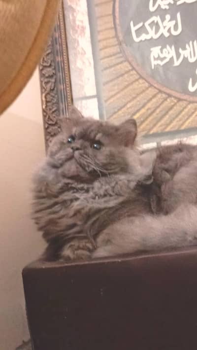 Male , Persian ponch face gray color,