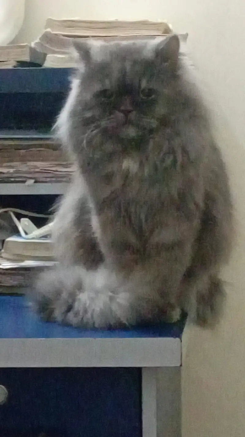 Male , Persian ponch face gray color, — photo 2