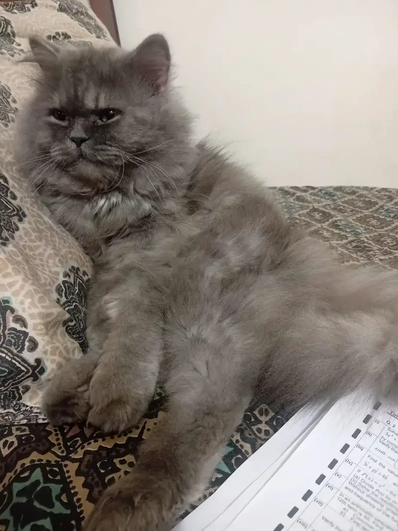 Male , Persian ponch face gray color, — photo 3