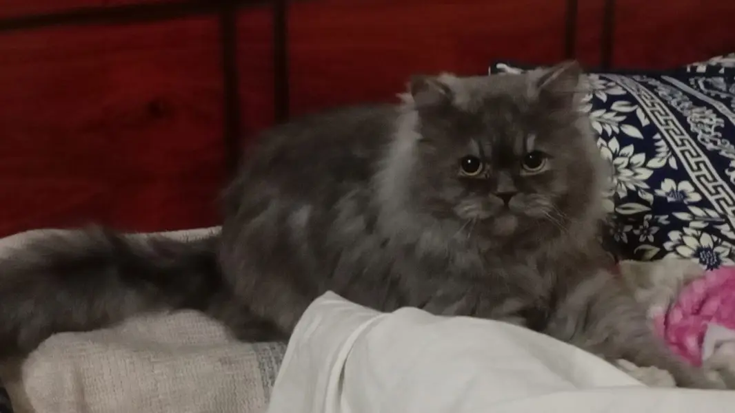 Male , Persian ponch face gray color, — photo 4