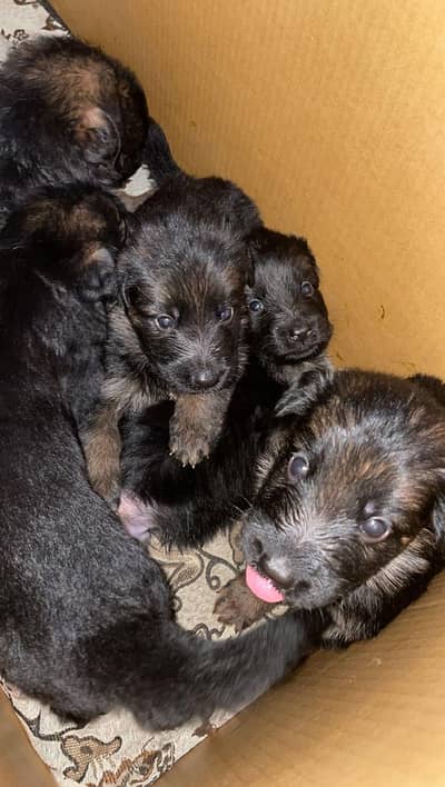 Triple long Cot  hair puppy's  non Patigree