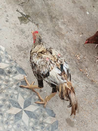 Aseel Shajra Male And Other's