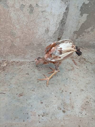 mianwali quality Aseel chicks age 3 months ky hony waly hain