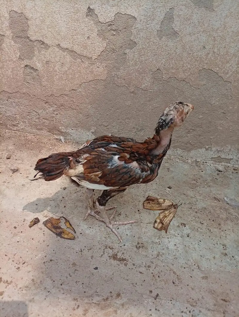 mianwali quality Aseel chicks age 3 months ky hony waly hain — photo 2