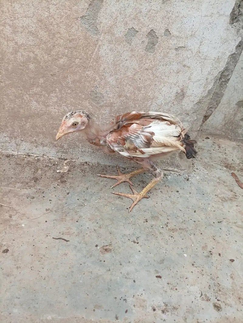 mianwali quality Aseel chicks age 3 months ky hony waly hain — photo 3