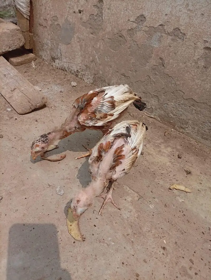 mianwali quality Aseel chicks age 3 months ky hony waly hain — photo 4