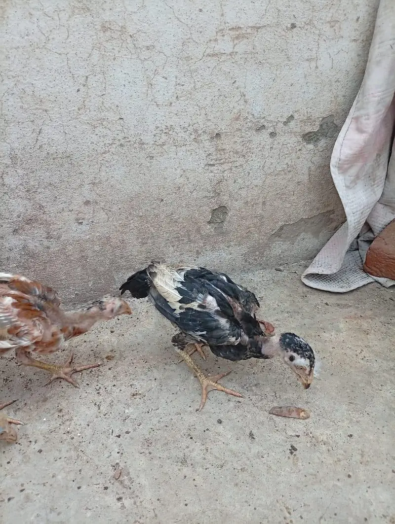 mianwali quality Aseel chicks age 3 months ky hony waly hain — photo 5