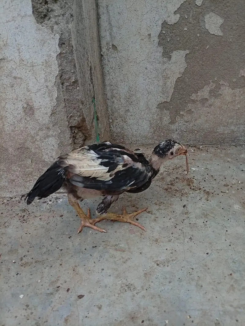 mianwali quality Aseel chicks age 3 months ky hony waly hain — photo 6