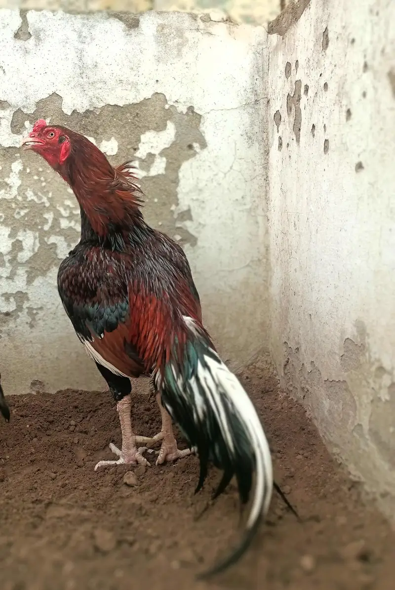 mianwali quality Aseel chicks age 3 months ky hony waly hain — photo 7